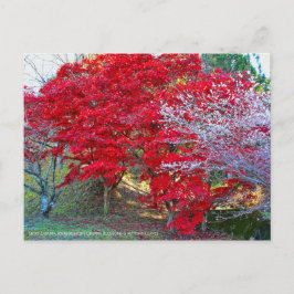 Cartão Postal Shiki-Zakura: Quatro estações de Cherry Blossoms