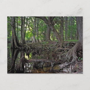 Cartão Postal Shingle Creek.