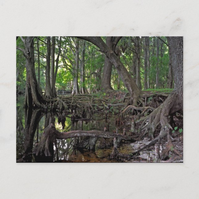 Cartão Postal Shingle Creek. (Frente)