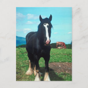 Cartão Postal Shire Permanente