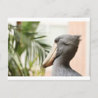 Shoebill Stork