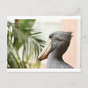 Cartão Postal Shoebill Stork