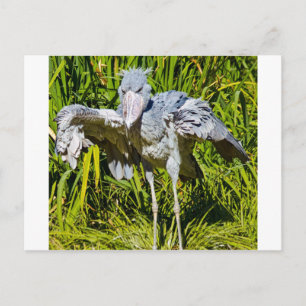Cartão Postal Shoebill Stork