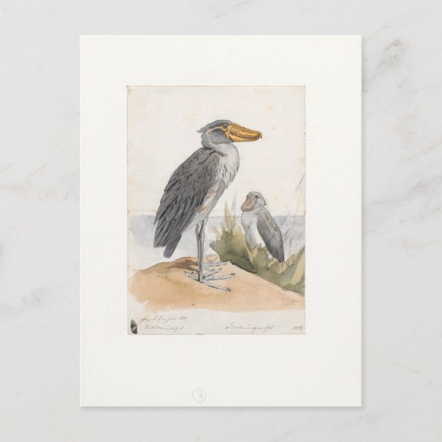 Cartão Postal Shoebill Stork 1887 Impressão Zoologica Amsterdam (Frente)