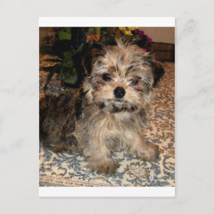 Cartão Postal Shorkie Puppy