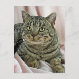 Cartão Postal Shorthair britânica, manchada castanha