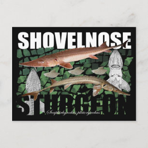 Cartão Postal Shovelnose Sturgeon-Collage-Postcard