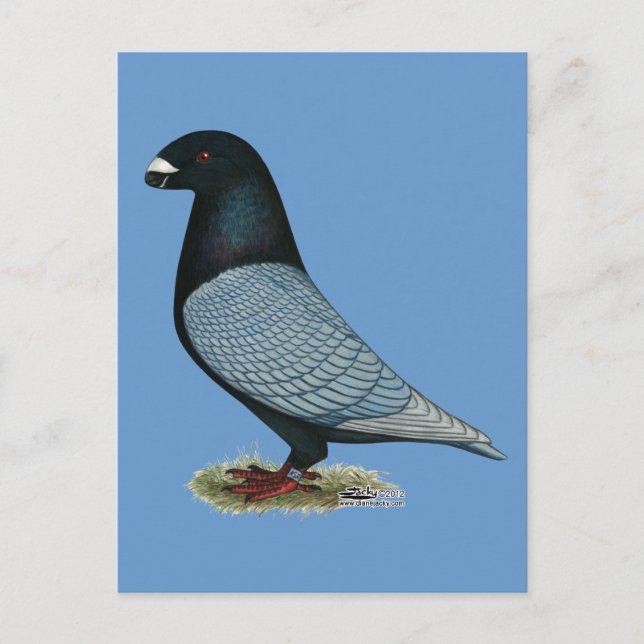 Cartão Postal Show Racer Andalusian (Frente)