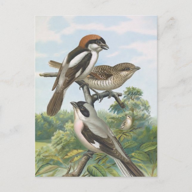 Cartão Postal Shrikes Vintage Bird Illustration (Frente)