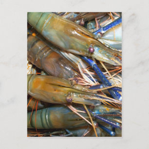 Cartão Postal shrimp