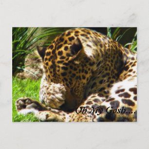 Cartão Postal Shy Leopard Esquece-Me Não