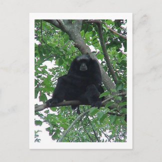 Cartão Postal Siam Gibbon