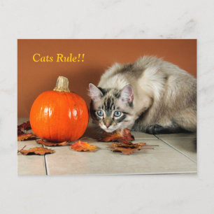 Cartão postal siamês dos gatos dominantes