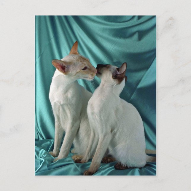 Cartão Postal Siamês, ponto vermelho e ponto de foca (Frente)