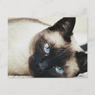 Cartão Postal Siamese Cat