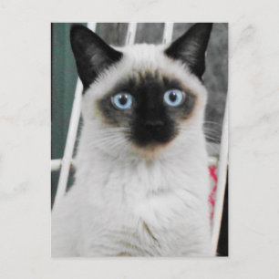 Cartão Postal Siamese Cat