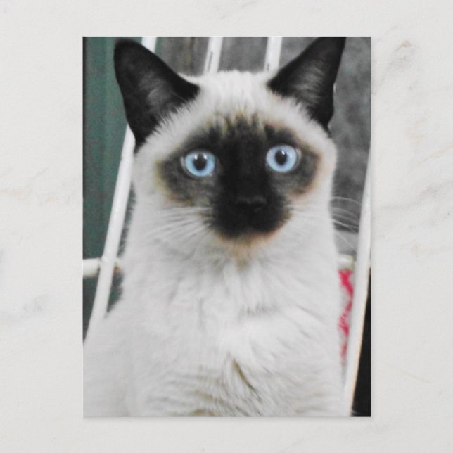 Cartão Postal Siamese Cat (Frente)