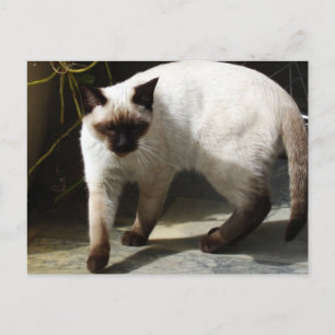 Cartão Postal Siamese Cat