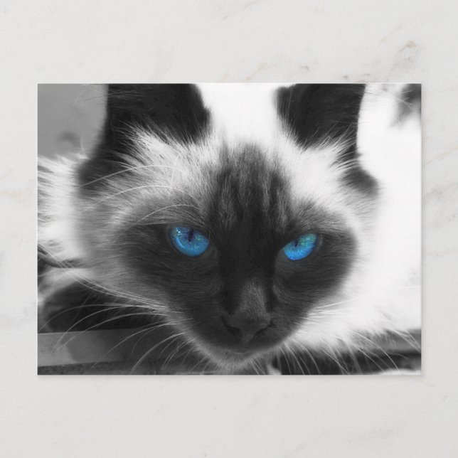Cartão Postal Siamese Cat (Frente)
