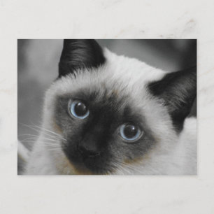 Cartão Postal Siamese Cat