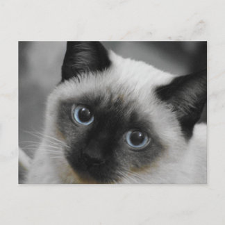 Cartão Postal Siamese Cat