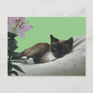 Cartão Postal Siamese Cat Close DY Cartão-Postal