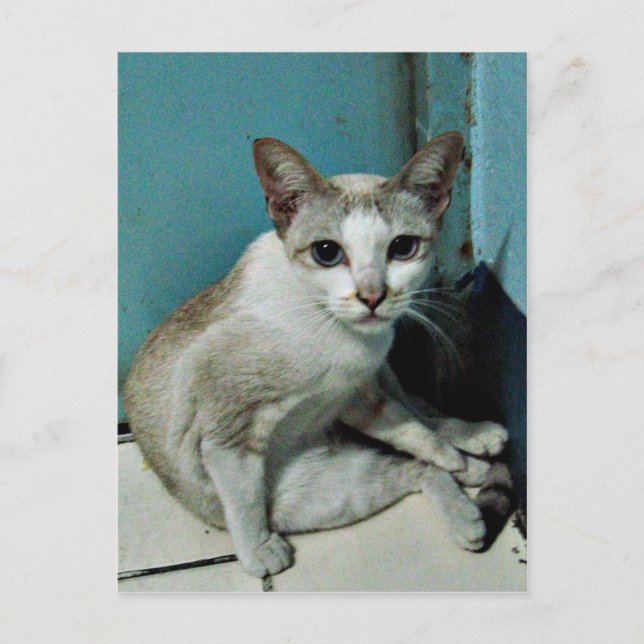 Cartão Postal Siamese Cat Friend (Frente)