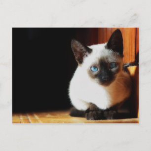 Cartão Postal Siamese Kitten