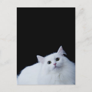 Cartão Postal Siberian Cat