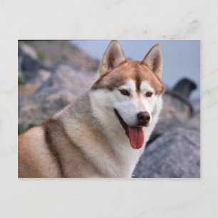 Cartão Postal Siberian Husky