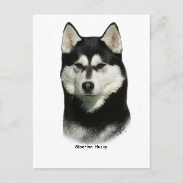Cartão Postal Siberian Husky (Frente)