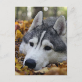 Cartão Postal Siberian Husky