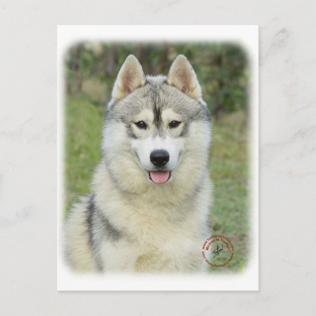 Cartão Postal Siberian Husky 9L69D-14 (Frente)