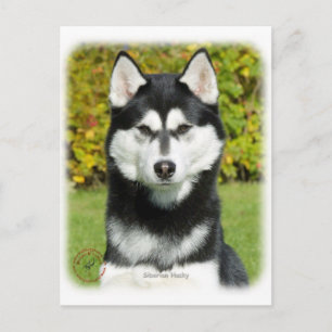 Cartão Postal Siberian Husky 9P046D-49