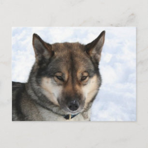 Cartão Postal Siberian_Husky_agouti