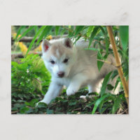 Siberian Husky Puppy