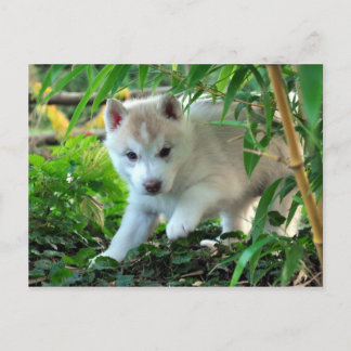 Cartão Postal Siberian Husky Puppy