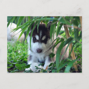 Cartão Postal Siberian Husky Puppy com Bamboo