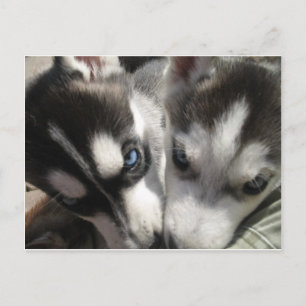 Cartão Postal Siberian Husky Puppy mug