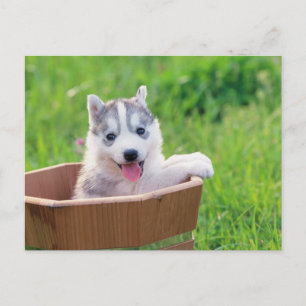 Cartão Postal Siberian Husky Puppy num Pote