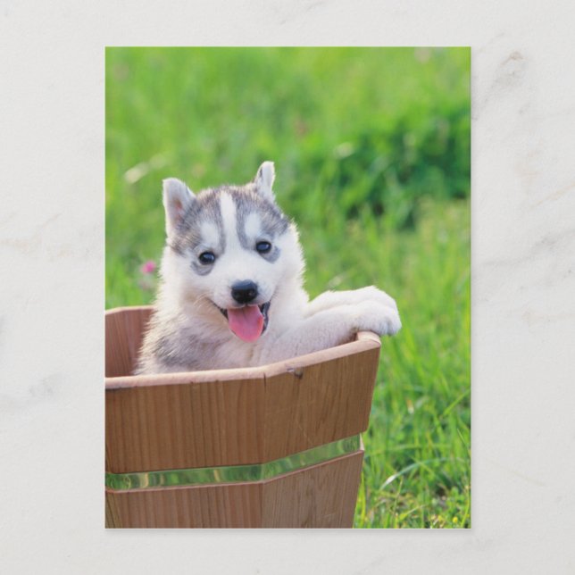 Cartão Postal Siberian Husky Puppy num Pote (Frente)