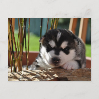 Cartão Postal Siberian Husky Puppy with Bamboo