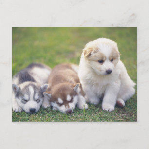 Cartão Postal Siberian Husky; Um cão que trabalha