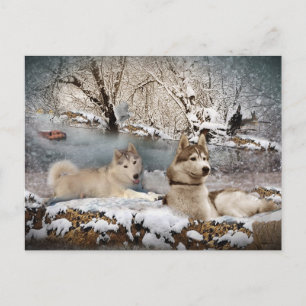 Cartão Postal Siberian Husky Winter Wonderland