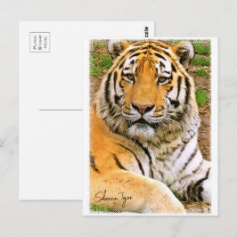 Cartão Postal Siberian Tiger ポストカード