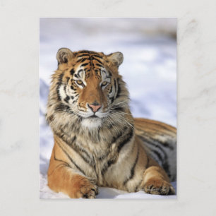 Cartão Postal Siberian Tiger, Panthera tigris altaica, Ásia