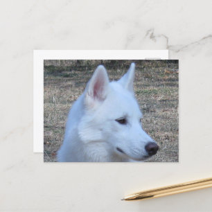 Cartão Postal siberiana branca