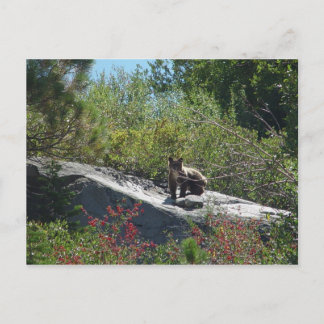 Cartão Postal Sierra Bear Cub