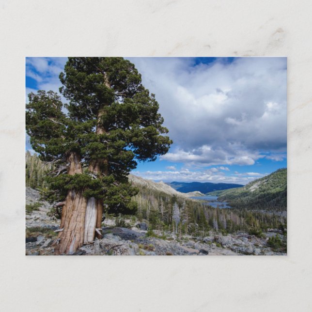 Cartão Postal Sierra Juniper e Árvores Sempre Verdes 2 (Frente)