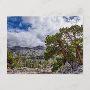 Cartão Postal Sierra Juniper e Evergreen Trees